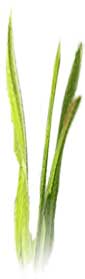 grassvert.jpg (2889 bytes)