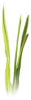 grassvert2.jpg (4479 bytes)